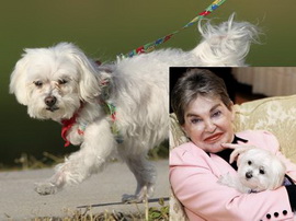 Скончалась самая богатая псинка в мире