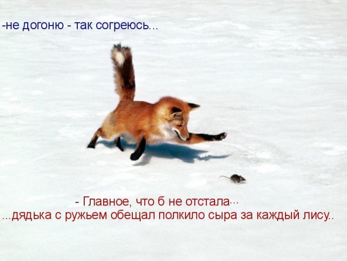 котоматрица