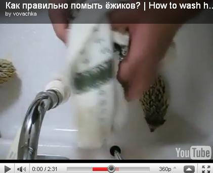 Как правильно помыть ежиков? (видео)
