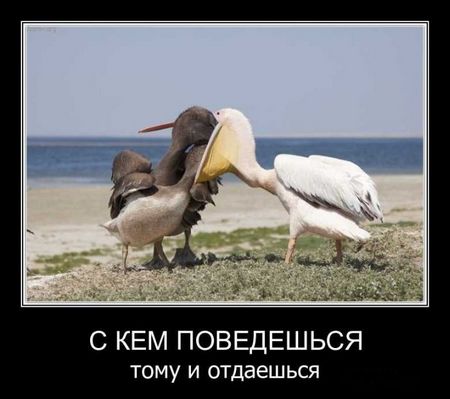 1302649892_demotivatory_08