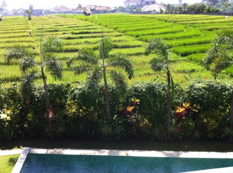 нфиса Чехова на Бали