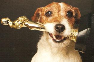 Пес Угги получил первый в истории собачий «Оскар»