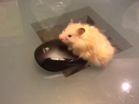 Счастливая Ольга Сумская празднует пополнение в семействе