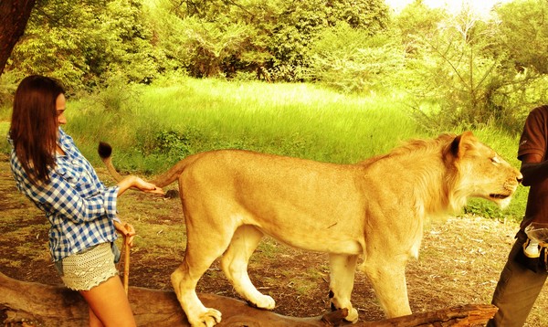 Алена Водонаева схватила дикого льва за яички!