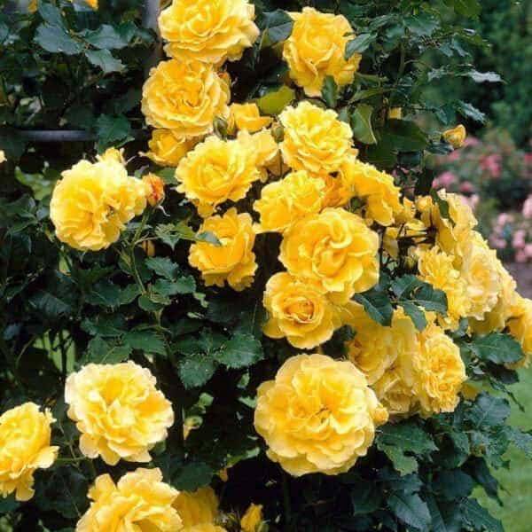 xgolden showers1-600x600.jpg.pagespeed.ic.yvpWCtfpGC