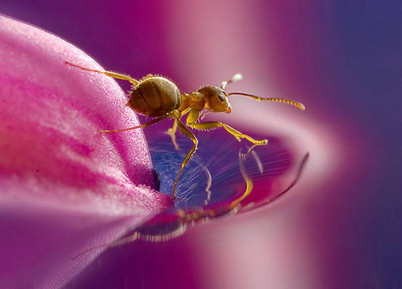 фото муровья