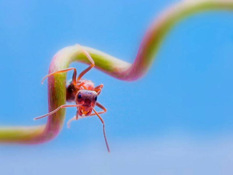 фото муровья