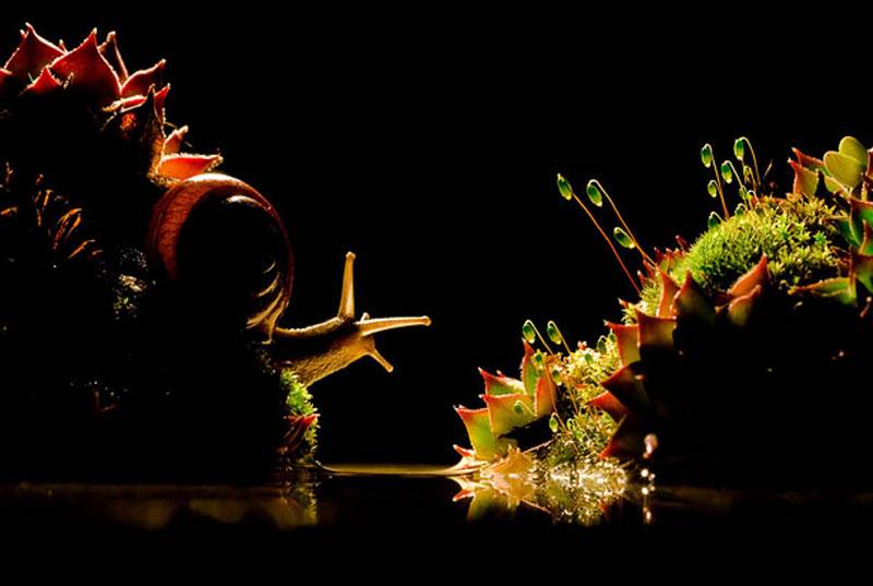 Фото улитки