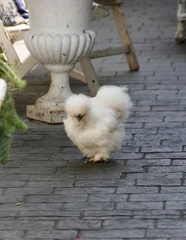 9341114afc07327715a0c3b787a80d2e