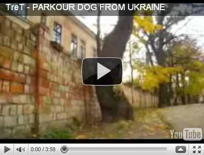 Пес-паркурщик с Украины