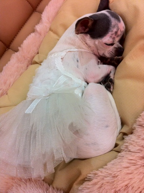  Анфиса Чехова обзавелась собственной балериной Волочковой 