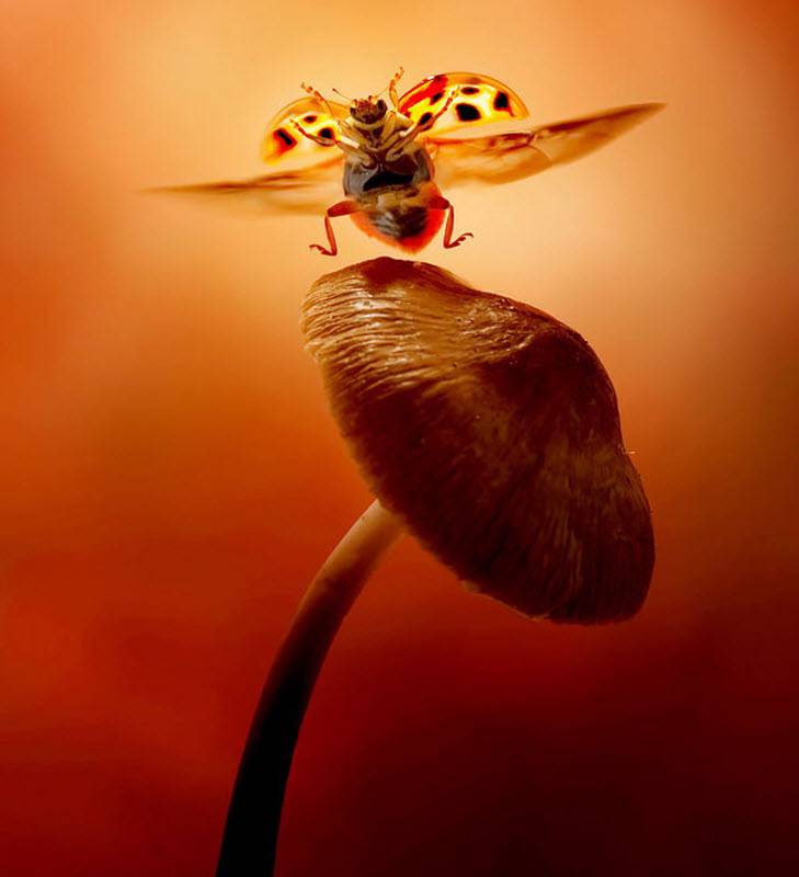 Фотография божьей коровки