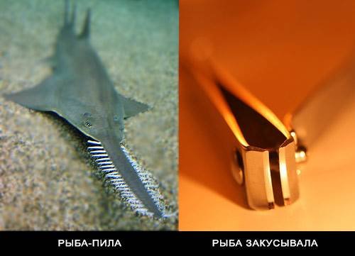 Забавная философия