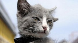 Шутка природы: в Воронеже живет пятиухая кошка (видео)