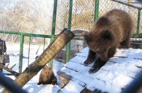 Потап и Настя озверели!