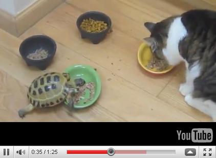 Черепашка-нинзя VS Котэ