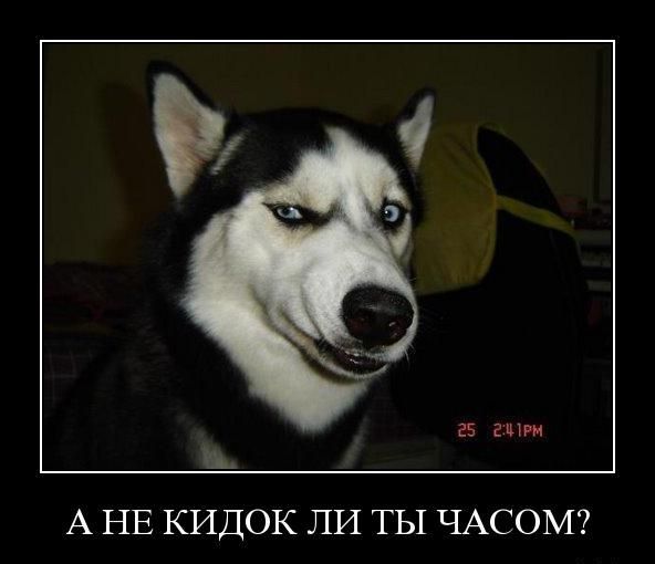 демотиваторы