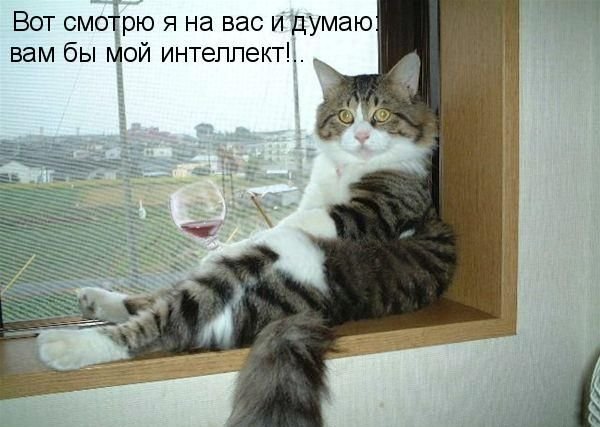 Котоматрица