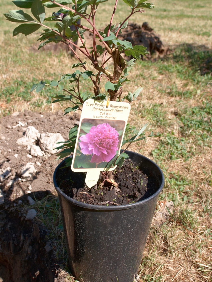 Звёздная алея древовидных пионов