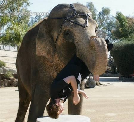 Роберта Паттинсона на съемках чуть не съела слониха  (фото)